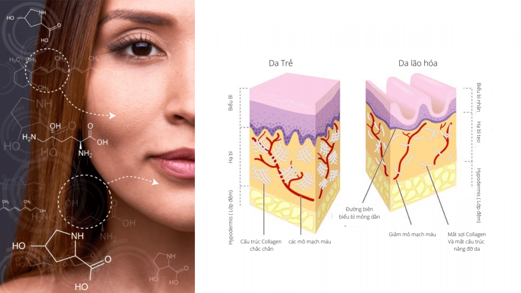 Collagen-mat Collagen-va-lao-hoa